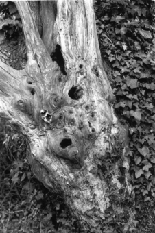 babarnat.jpg (76646 bytes)