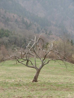 carail.jpg (83543 bytes)