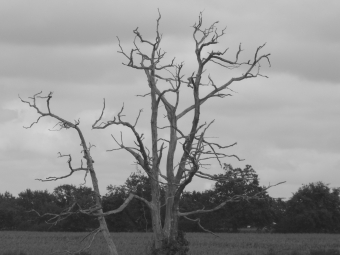 clers.jpg (49923 bytes)