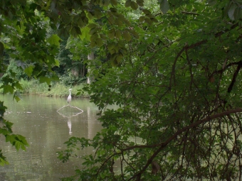 danaux.jpg (98759 bytes)