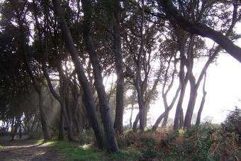 dewitte.jpg (95421 bytes)