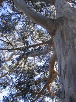 eferngant.jpg (116400 bytes)