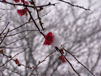 essirard.jpg (80580 bytes)