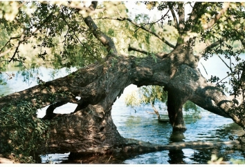 etienne.jpg (119522 bytes)