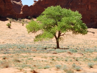 evelynesej.jpg (97278 bytes)