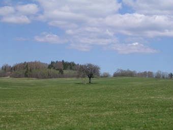 ferrini.jpg (64311 bytes)