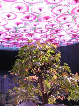 francineb.jpg (113162 bytes)