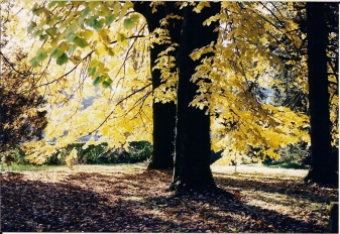 gierzak.jpg (105794 bytes)