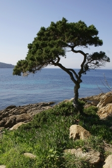 hassakou.jpg (82421 bytes)