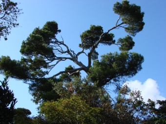 hjmf.jpg (95592 bytes)