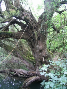 isella.jpg (105773 bytes)