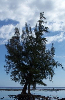 jonniaux.jpg (72357 bytes)