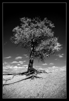 juan.jpg (56285 bytes)