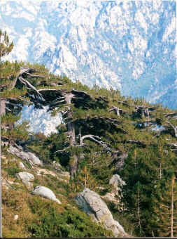 jumeau.jpg (258454 bytes)