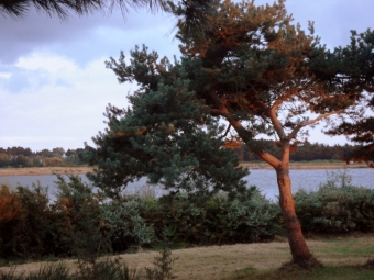 koegel.jpg (88642 bytes)