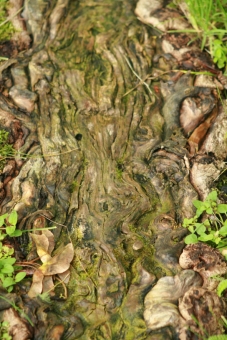 lacour.jpg (101980 bytes)