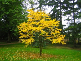 larribeau.jpg (117053 bytes)