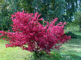 lavoie.jpg (129959 bytes)