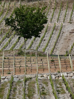 leaael.jpg (115787 bytes)