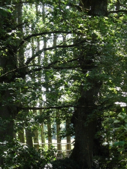 lebeau.jpg (113850 bytes)