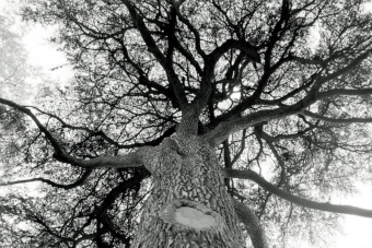 mathiot.jpg (96030 bytes)