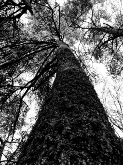 millot.jpg (100281 bytes)