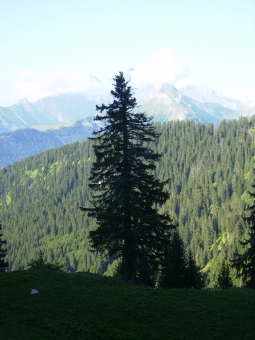 morgan.jpg (74711 bytes)