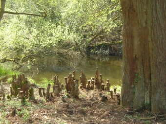 nonon.jpg (109014 bytes)