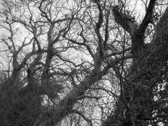 oliver.jpg (96869 bytes)