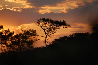 petereyns.jpg (59614 bytes)