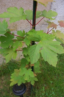 pineau.jpg (87156 bytes)