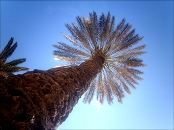 rijk.jpg (76979 bytes)