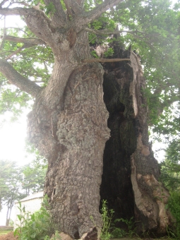 rubert.jpg (95160 bytes)