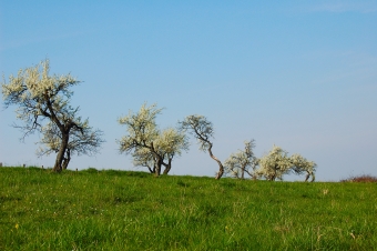 ruchet.jpg (64942 bytes)