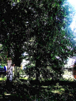 sableanais.jpg (117408 bytes)