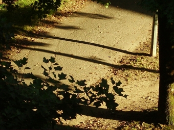 sablecat.jpg (105578 bytes)