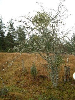 savajols.jpg (94156 bytes)