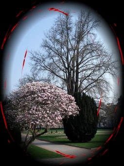 schoumann.jpg (86574 bytes)