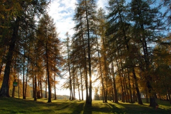 vincendeau.jpg (98547 bytes)