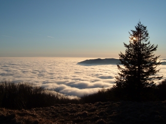 wiedmann.jpg (65905 bytes)