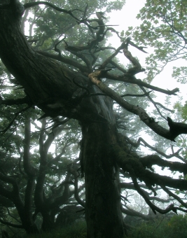 adrien.jpg (98082 bytes)