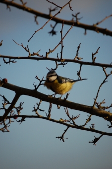 antoine.jpg (65152 bytes)