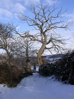 argoud.jpg (86966 bytes)