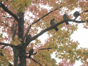 arnaudeau.jpg (109088 bytes)