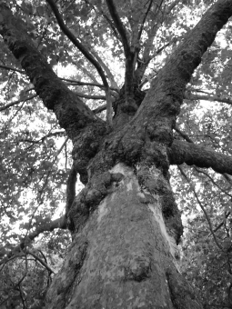 arno.jpg (92036 bytes)