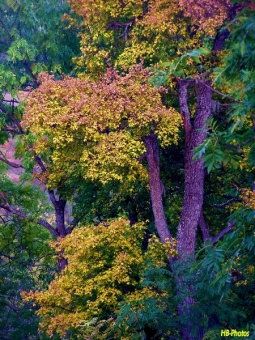 balestri.jpg (124436 bytes)