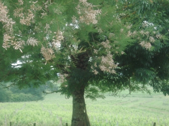 barab.jpg (92169 bytes)