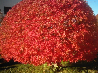 bataillie.jpg (118285 bytes)