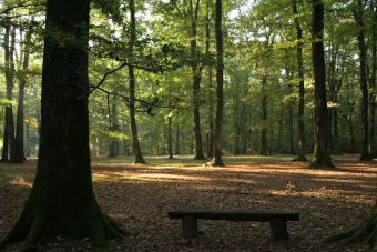 bazille.jpg (94989 bytes)