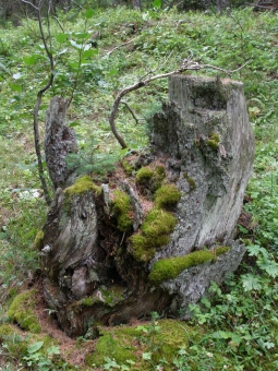 benard.jpg (119288 bytes)